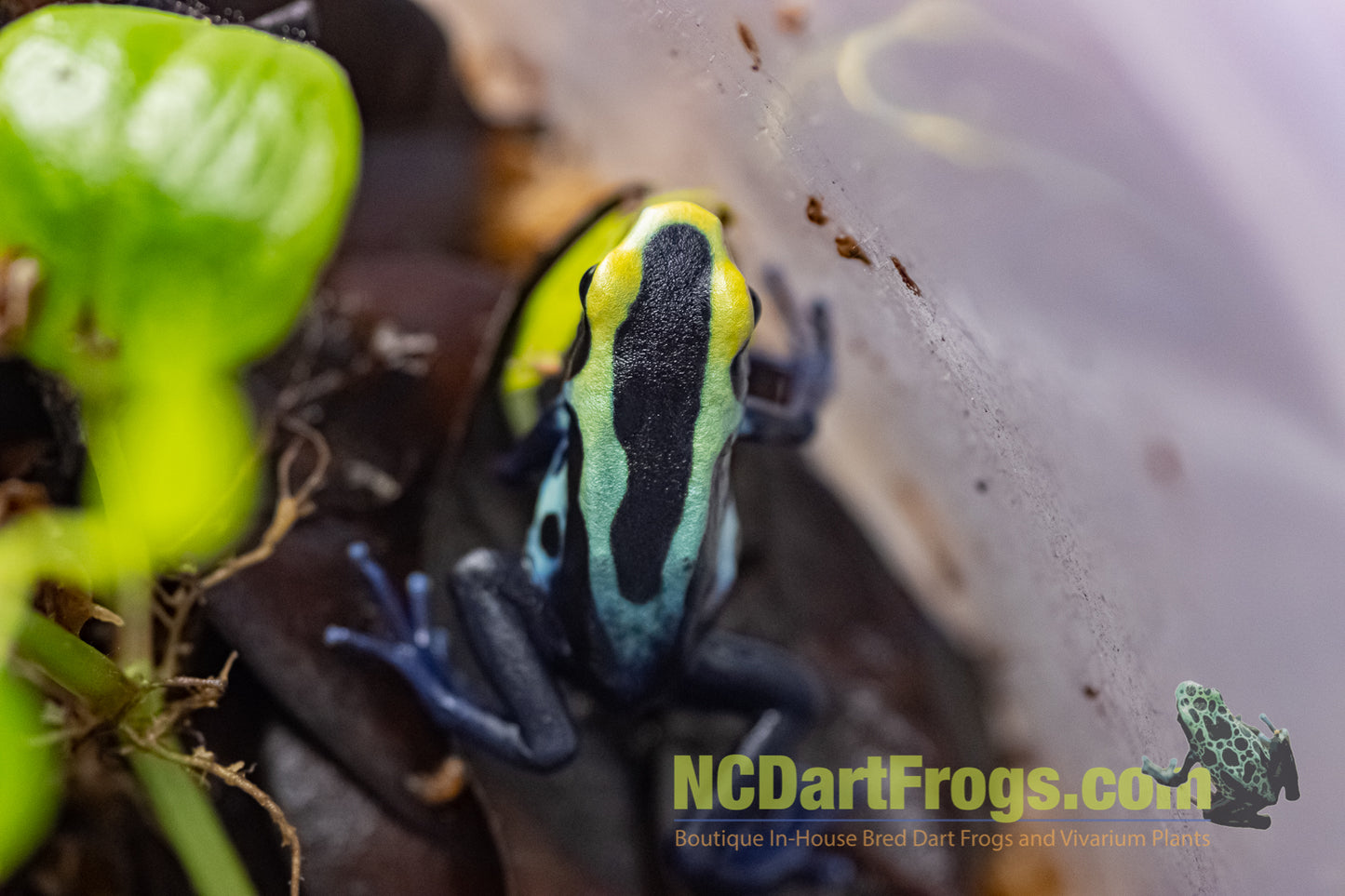 Dendrobates tinctorius “Robertus”