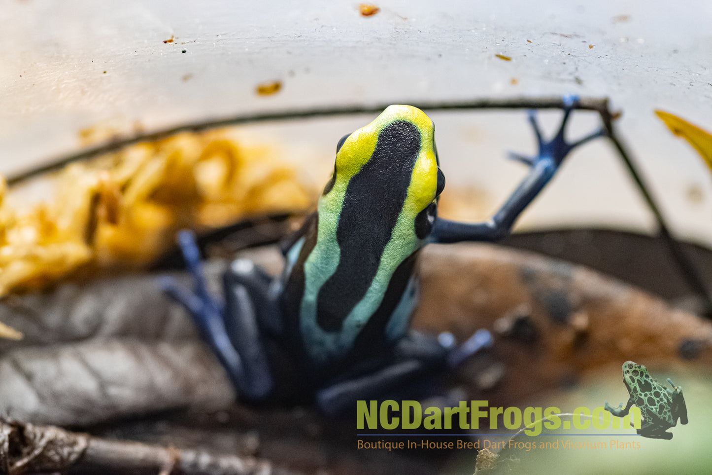 Dendrobates tinctorius “Robertus”