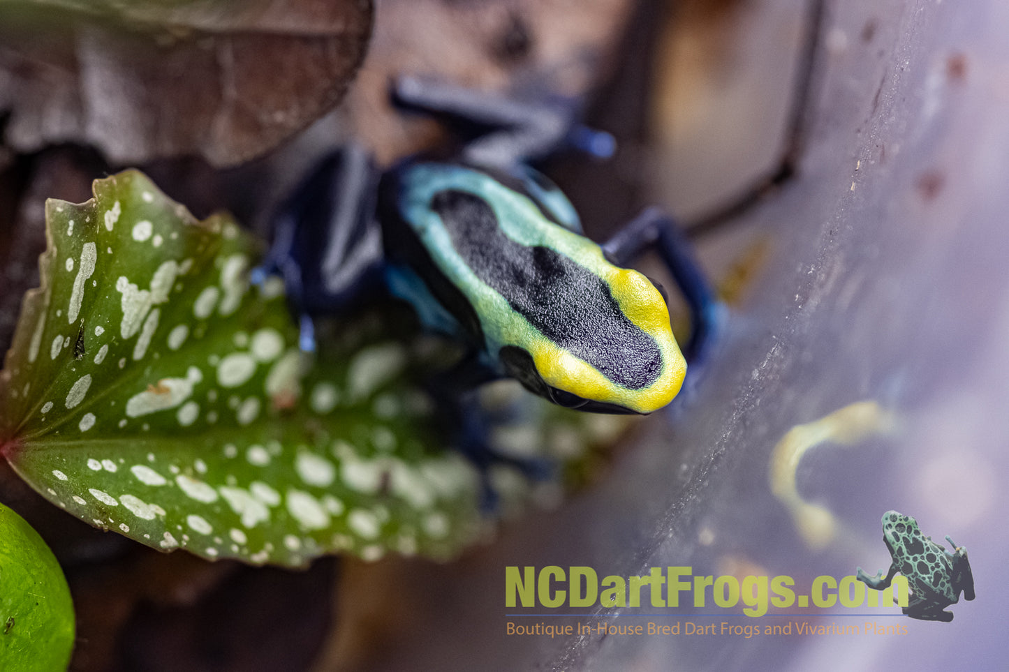 Dendrobates tinctorius “Robertus”