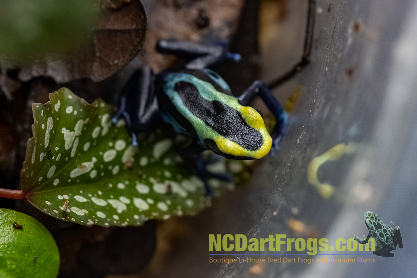 Dendrobates tinctorius “Robertus”