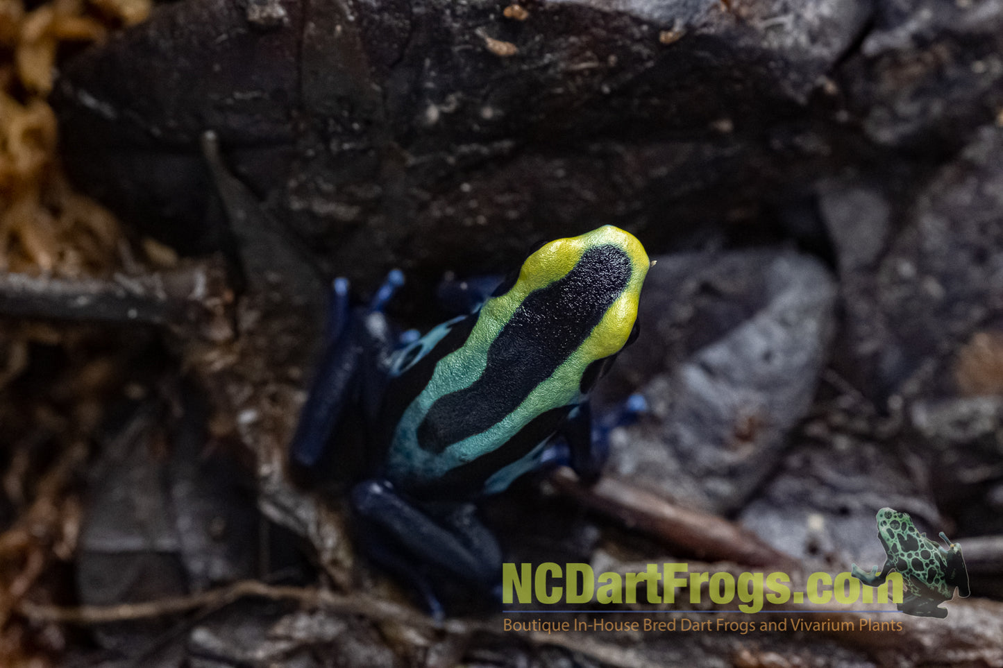 Dendrobates tinctorius “Robertus”