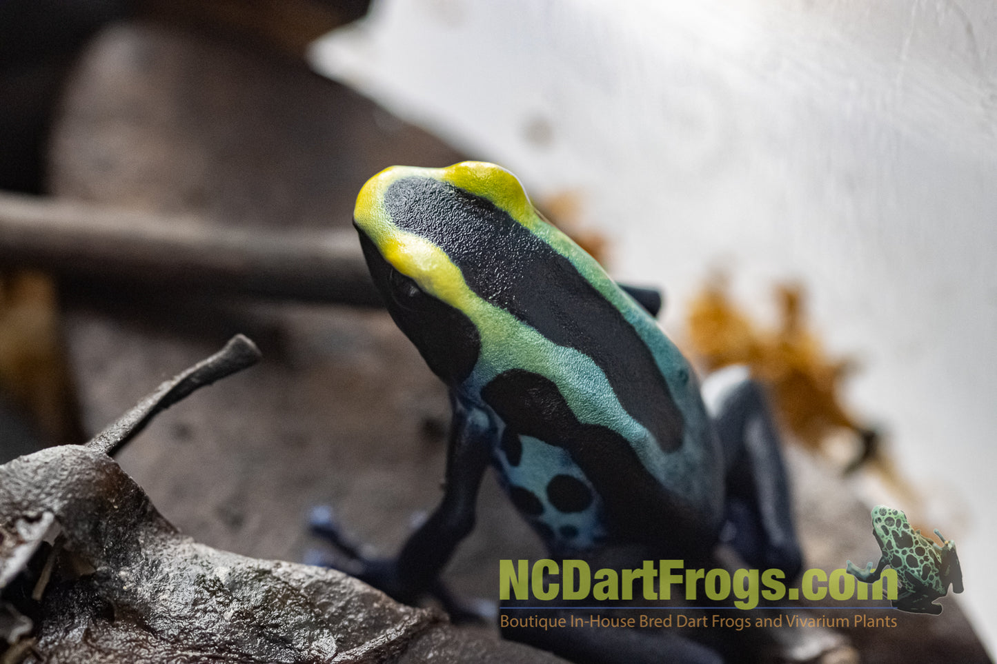 Dendrobates tinctorius “Robertus”