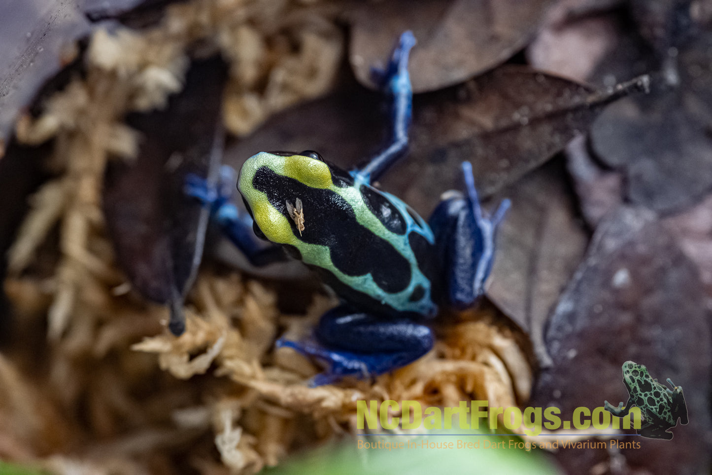 Dendrobates tinctorius “Robertus”