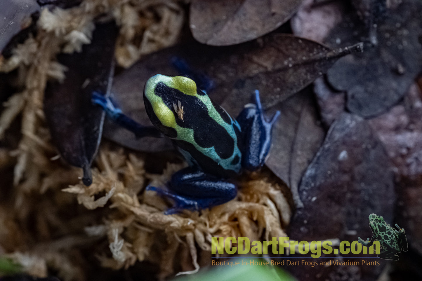 Dendrobates tinctorius “Robertus”