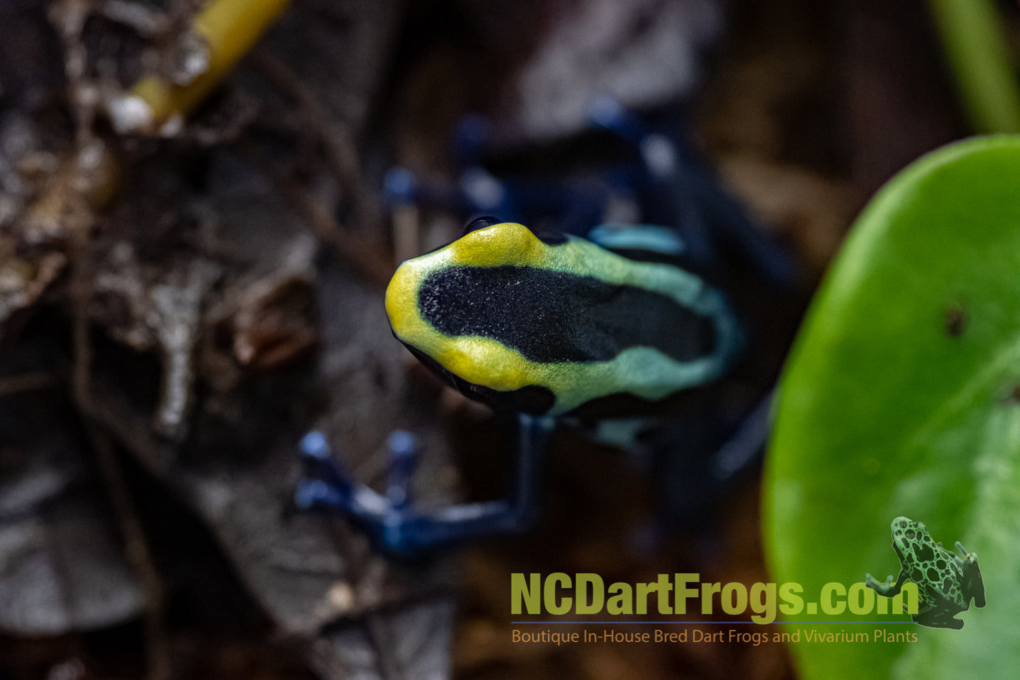 Dendrobates tinctorius “Robertus”