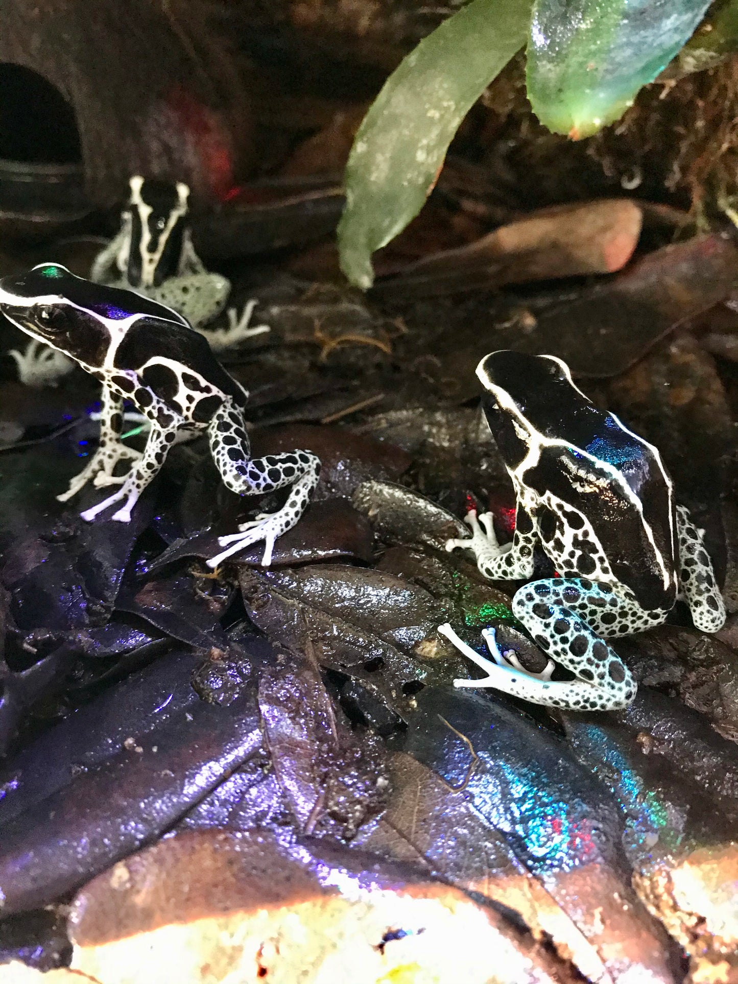 Dendrobates tinctorius “Vanessa”