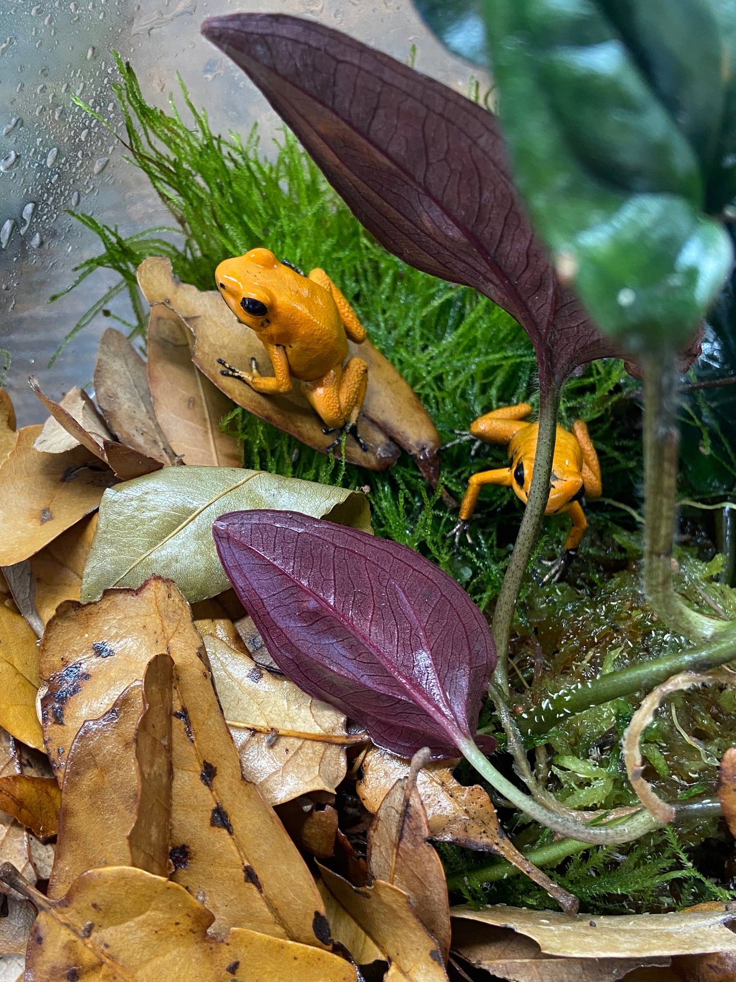 Phyllobates terribilis "Blackfoot Orange"