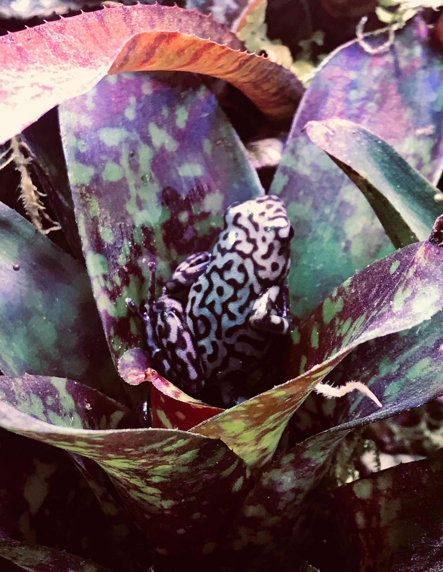 Dendrobates auratus “Peña Blanca”
