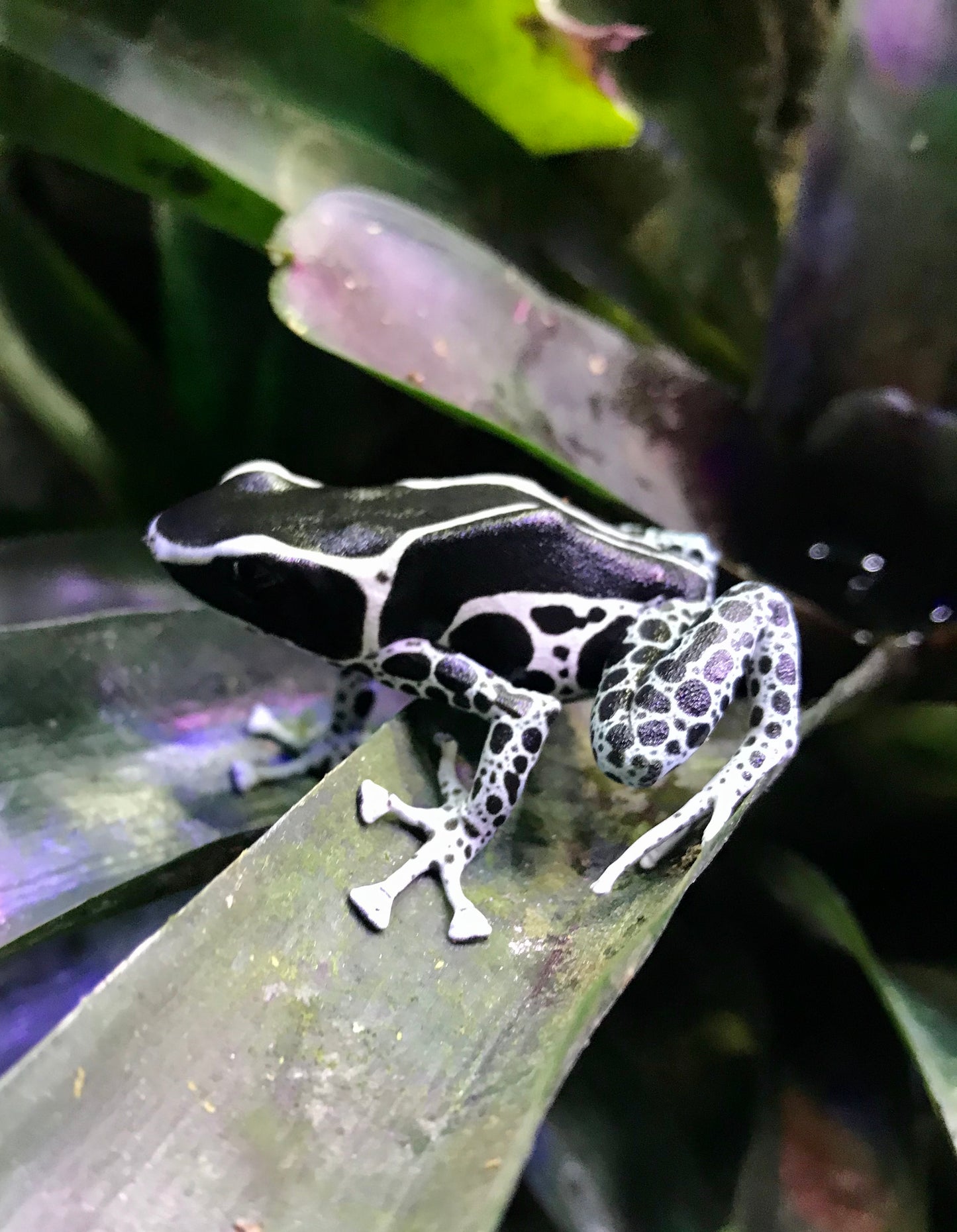Dendrobates tinctorius “Vanessa”