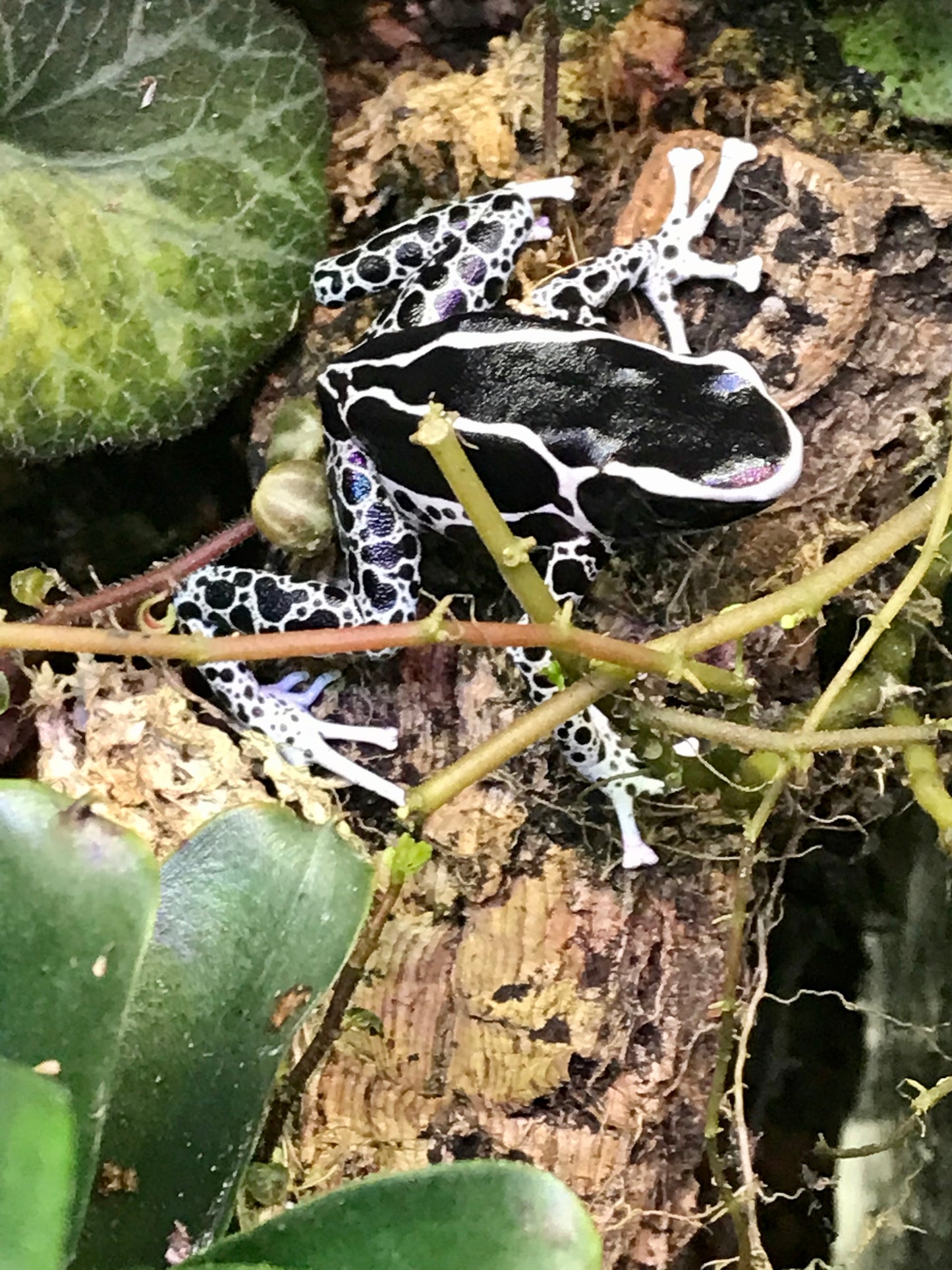 Dendrobates tinctorius “Vanessa”
