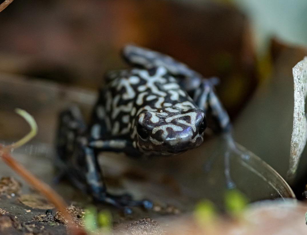 Dendrobates auratus “Peña Blanca”