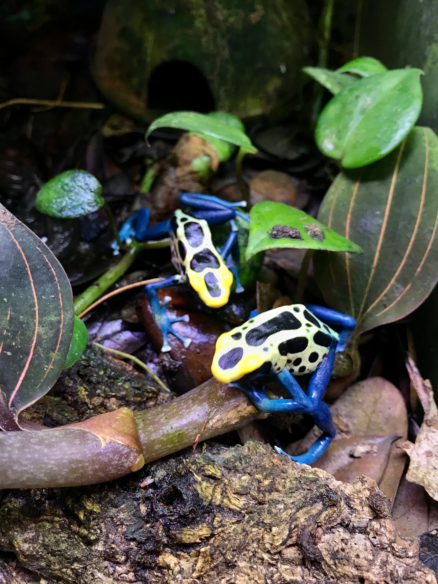Dendrobates tinctorius “Patricia”