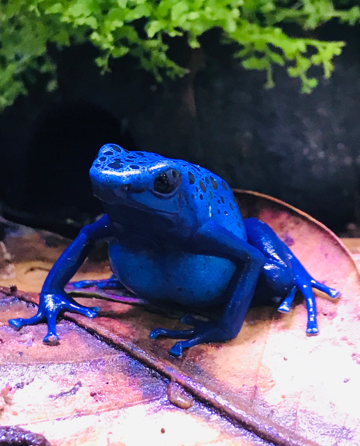 Dendrobates tinctorius "Azureus"