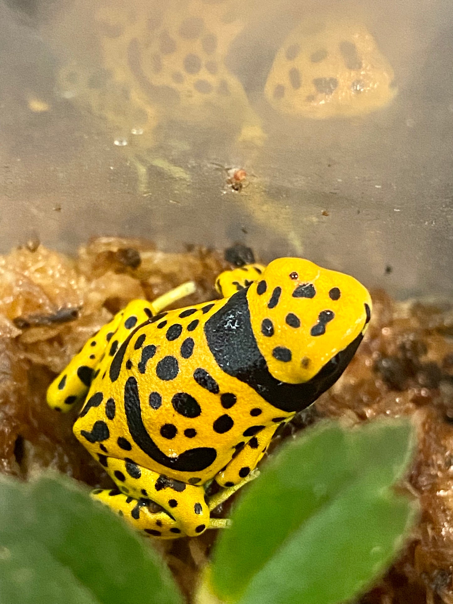 Dendrobates leucomelas “Fine Spot”