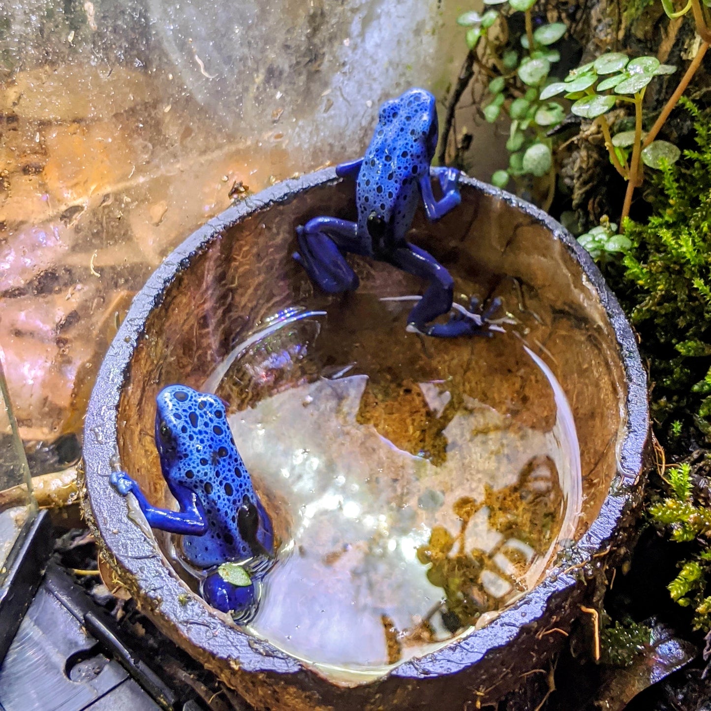 Dendrobates tinctorius "Azureus"