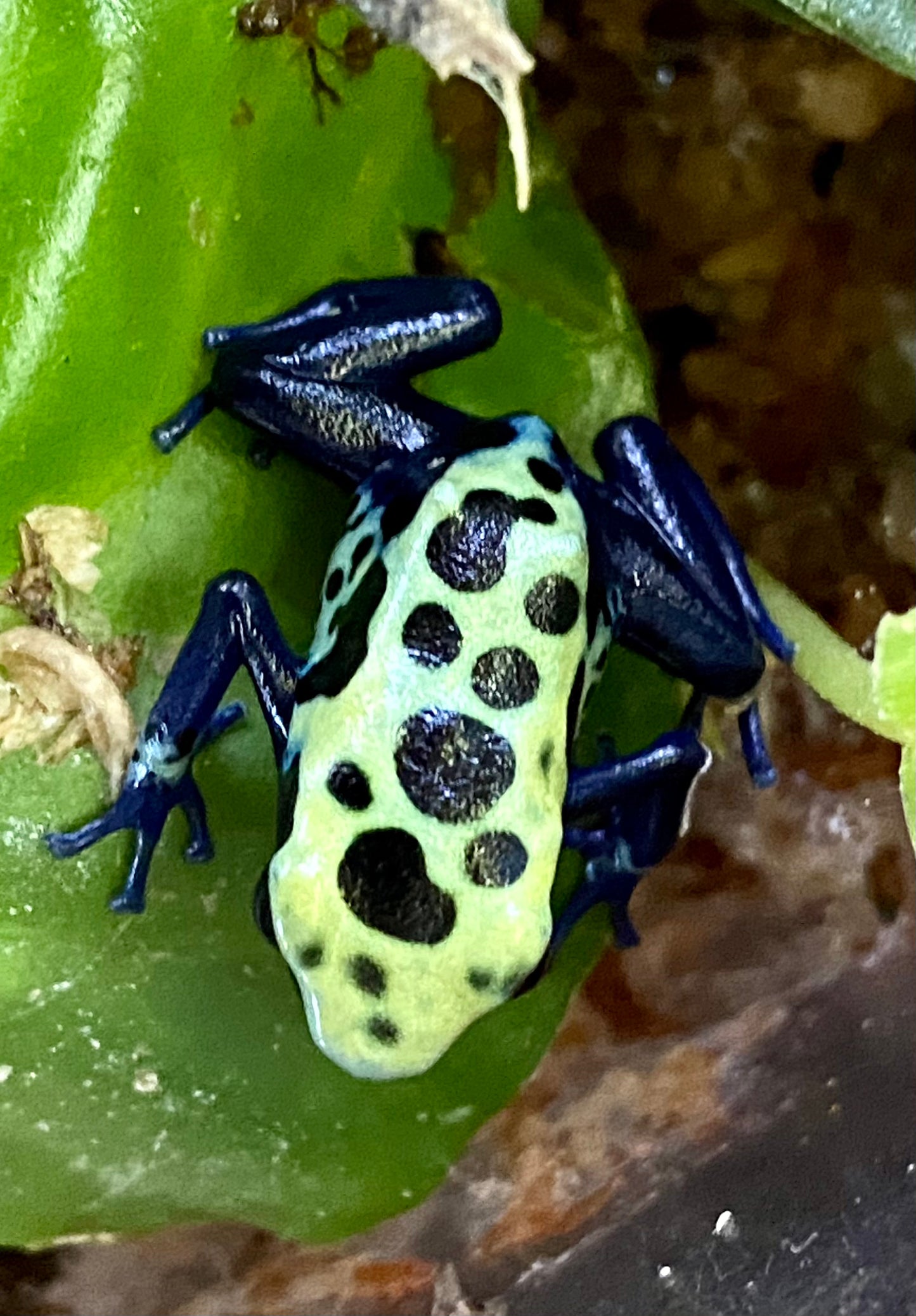 Dendrobates tinctorius "Green Sipaliwini"