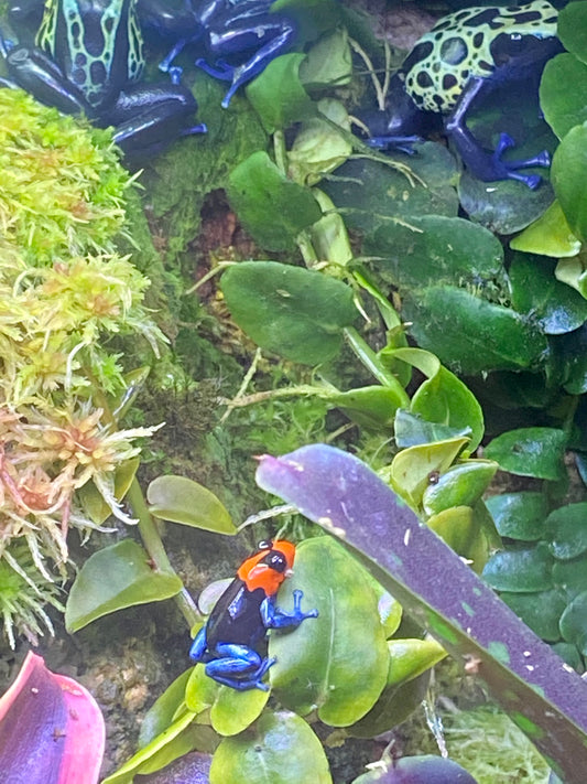 Ranitomeya benedicta “Pampa Hermosa”