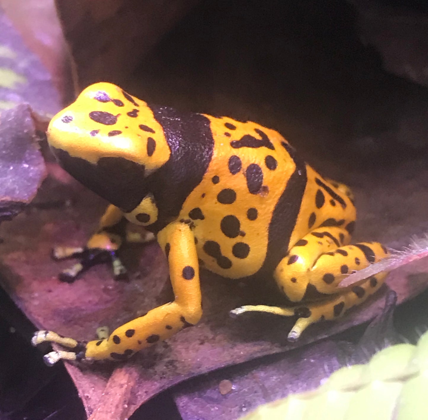 Dendrobates leucomelas “Fine Spot”