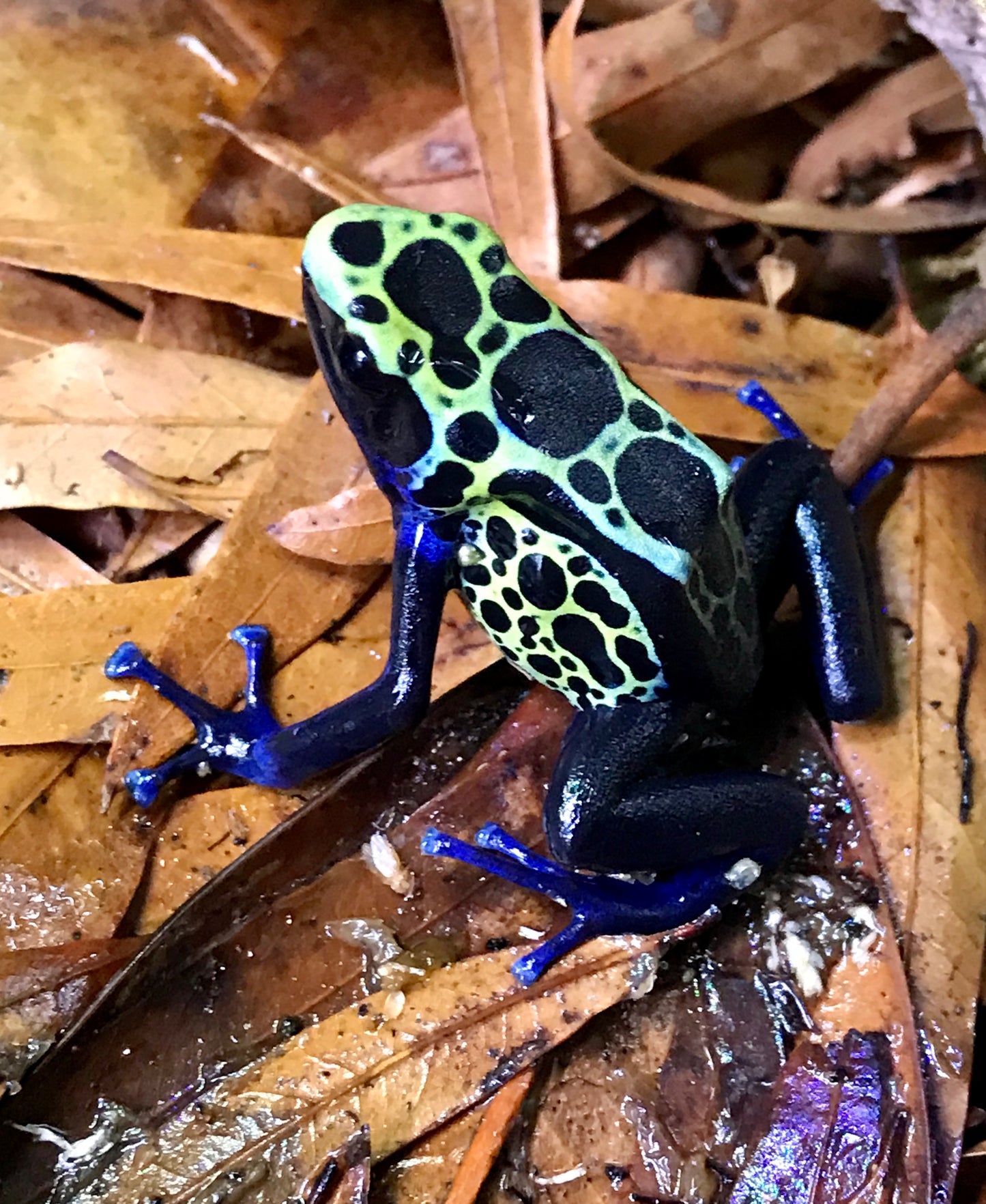 Dendrobates tinctorius "Green Sipaliwini"