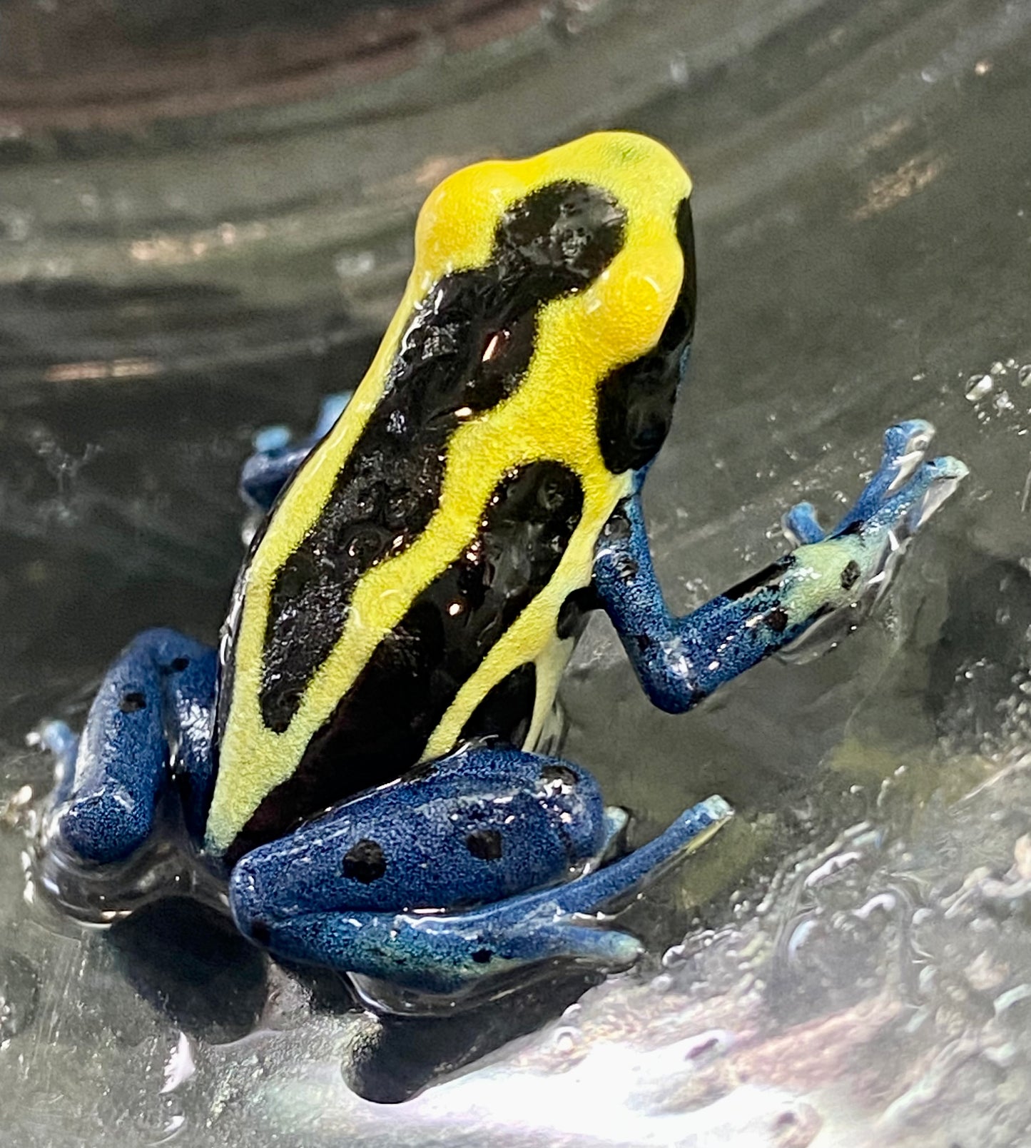 Dendrobates tinctorius “Patricia”