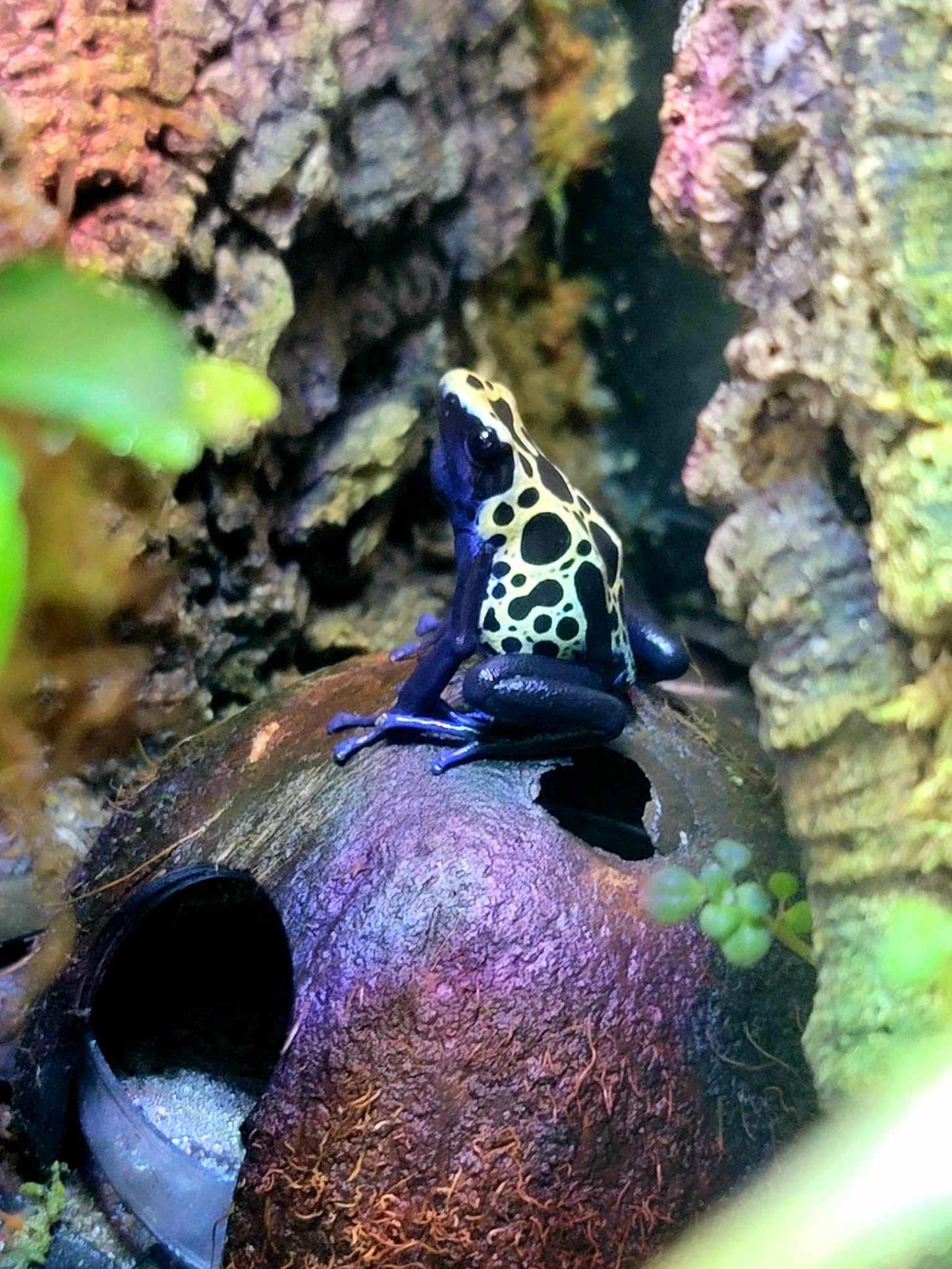 Dendrobates tinctorius "Green Sipaliwini"