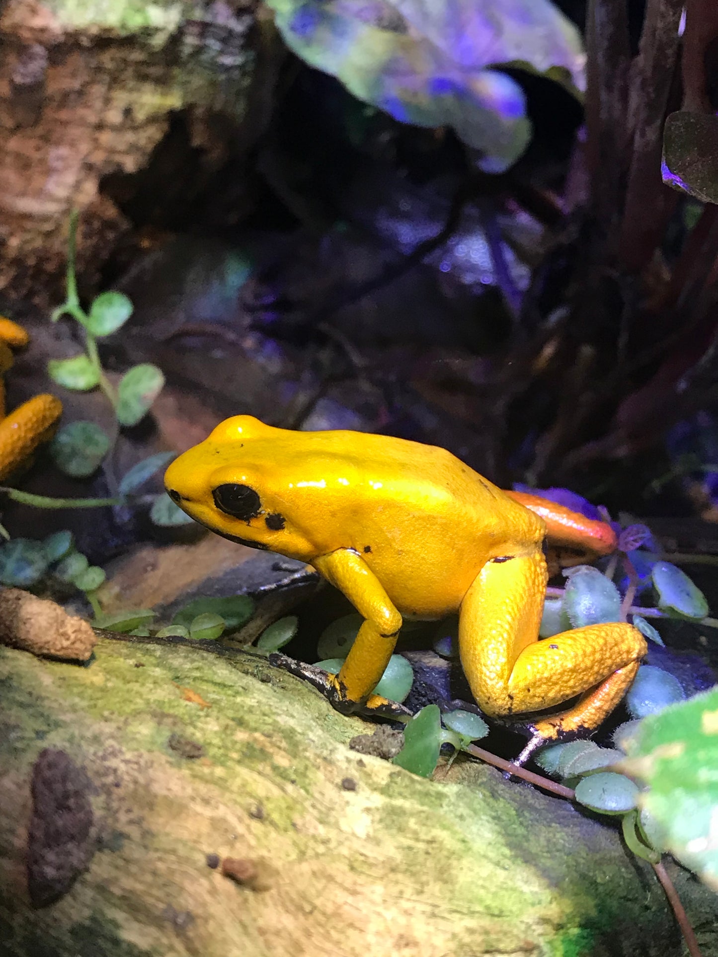 Phyllobates terribilis "Blackfoot Orange"