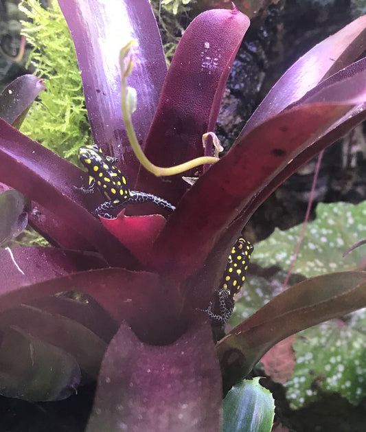 Ranitomeya vanzolini