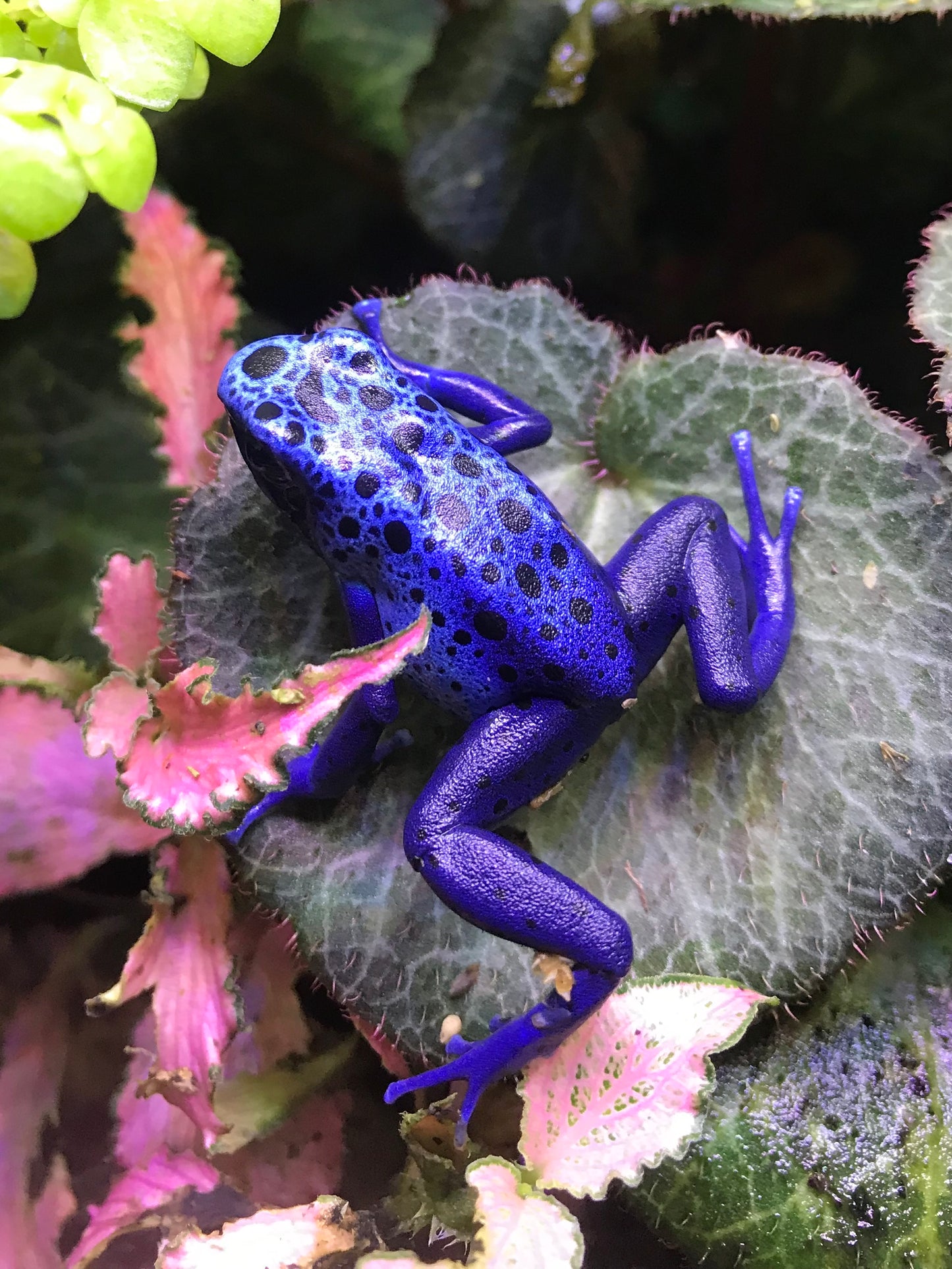 Dendrobates tinctorius "Azureus"