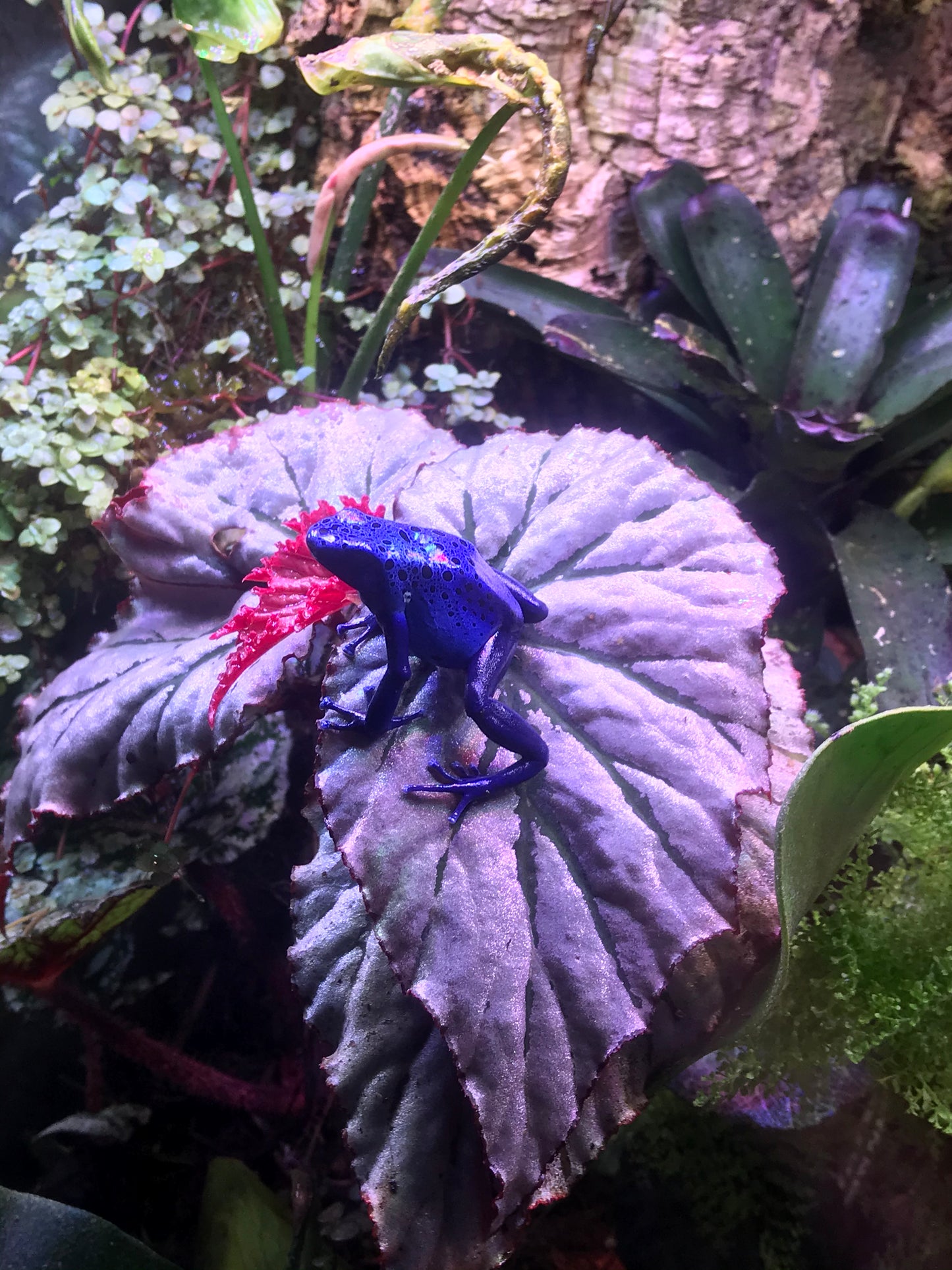 Dendrobates tinctorius "Azureus"