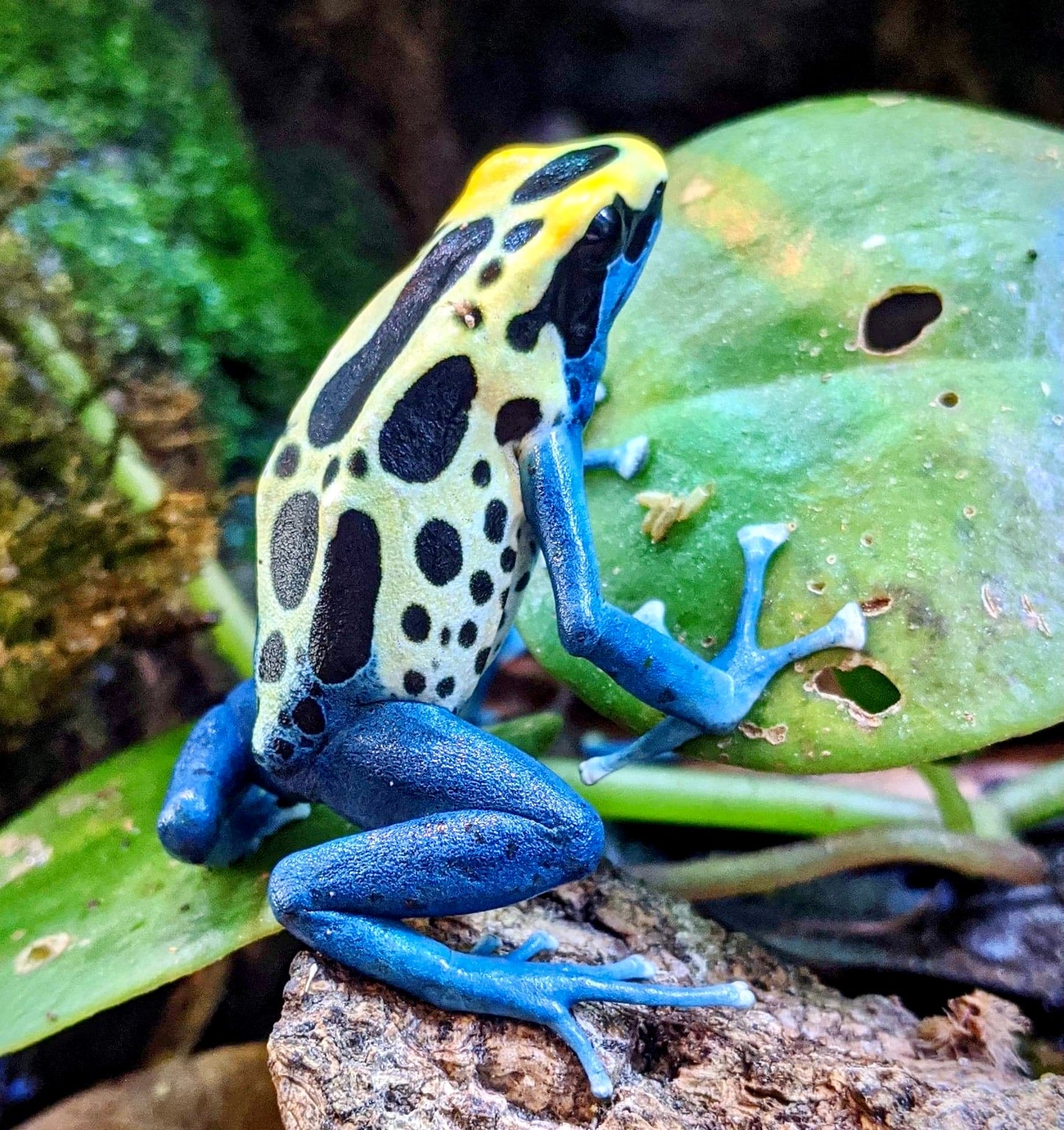 Dendrobates tinctorius “Patricia”