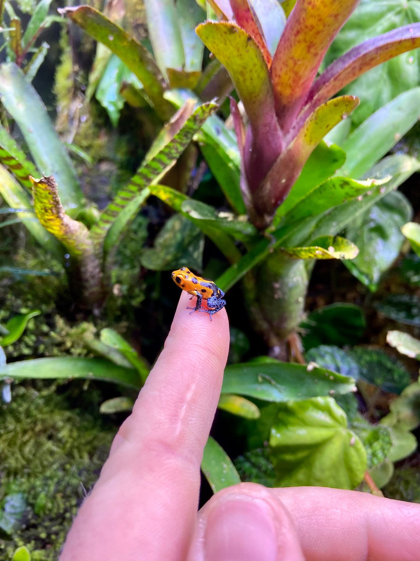Ranitomeya imitator “Varadero”