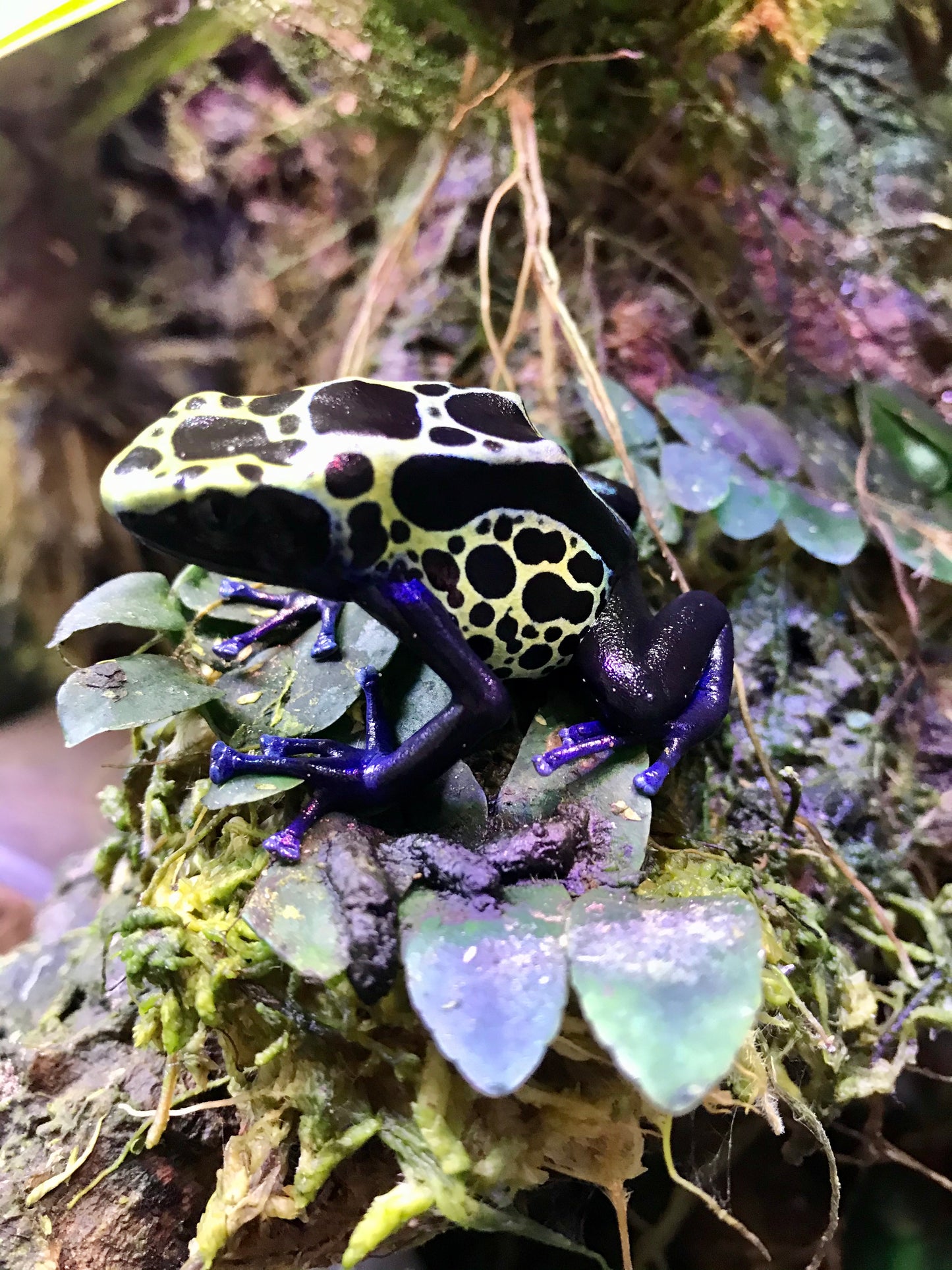 Dendrobates tinctorius "Green Sipaliwini"
