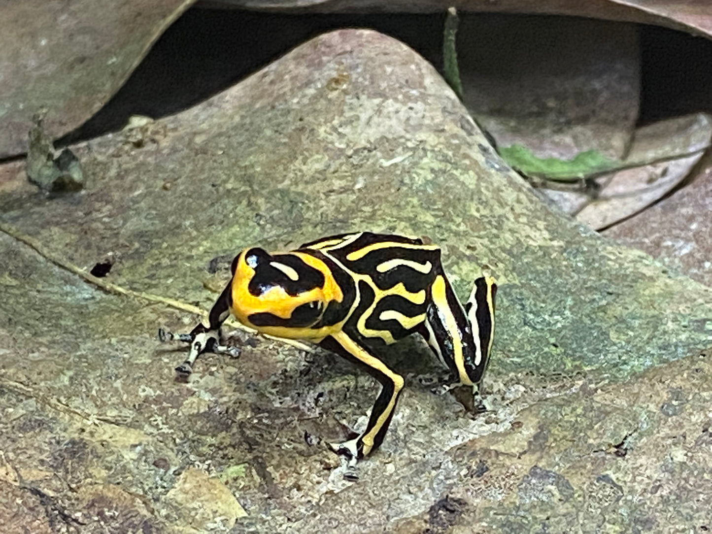 Ranitomeya summersi “Reticulated”