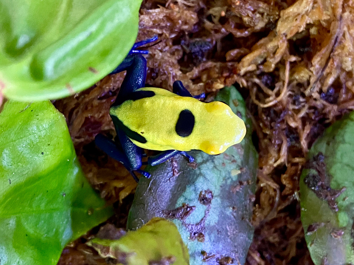 Dendrobates tinctorius "Citronella"