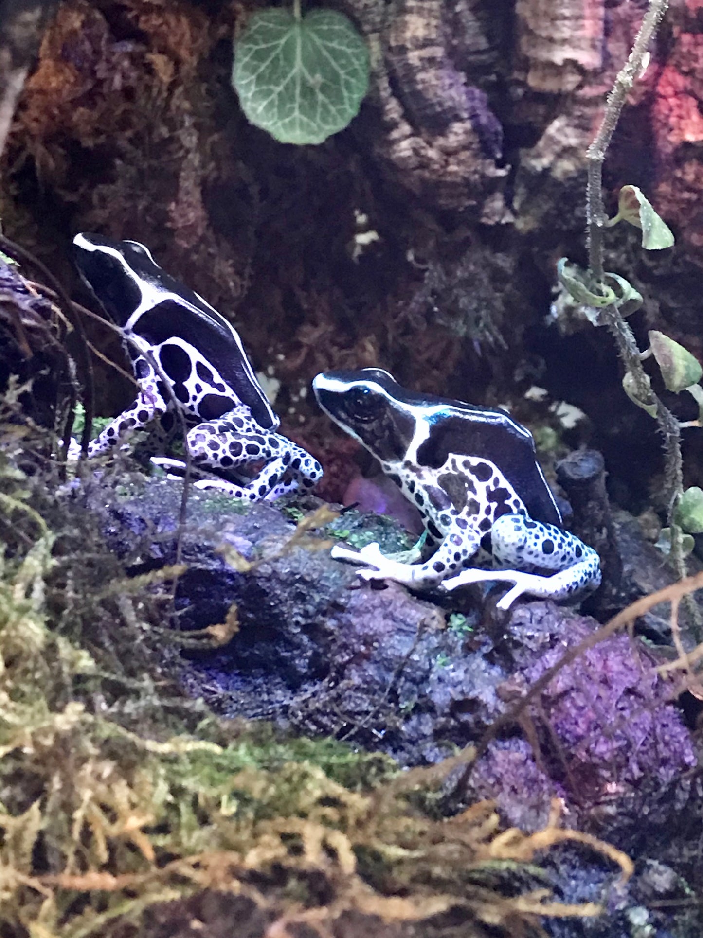 Dendrobates tinctorius “Vanessa”