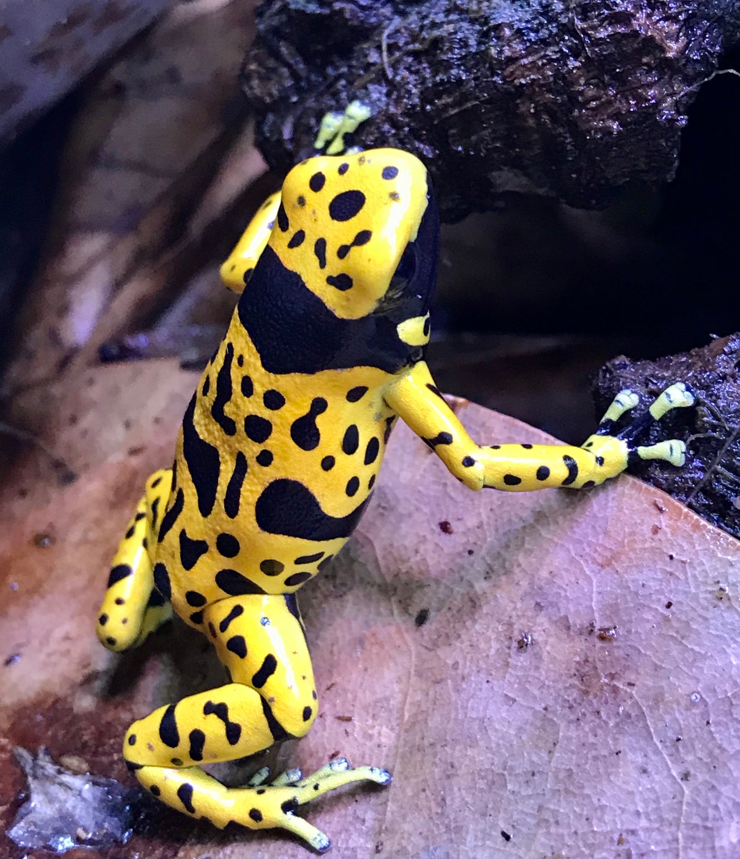 Dendrobates leucomelas “Fine Spot”