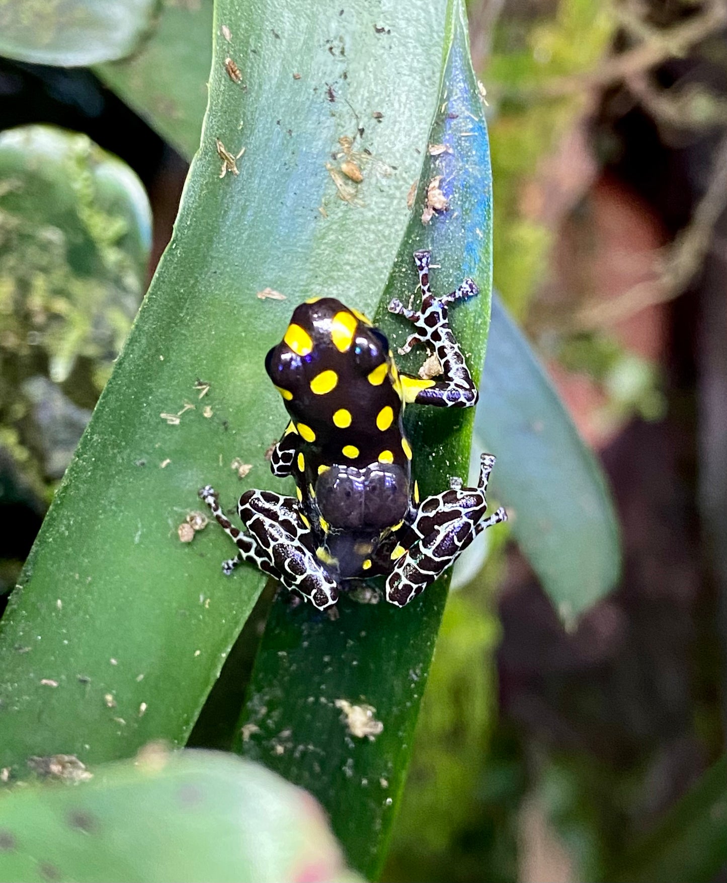 Ranitomeya vanzolini