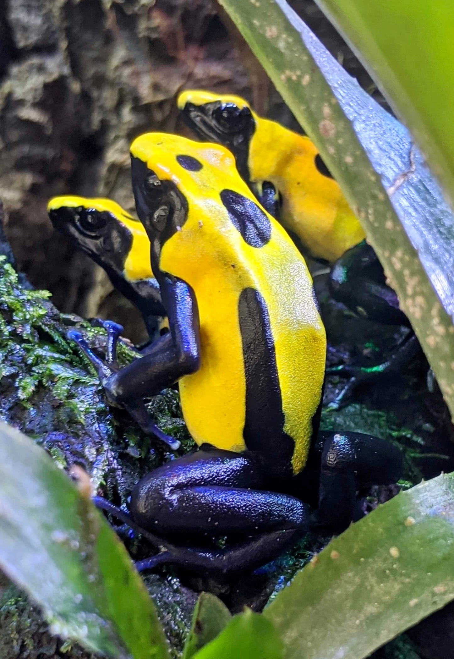 Dendrobates tinctorius "Citronella"