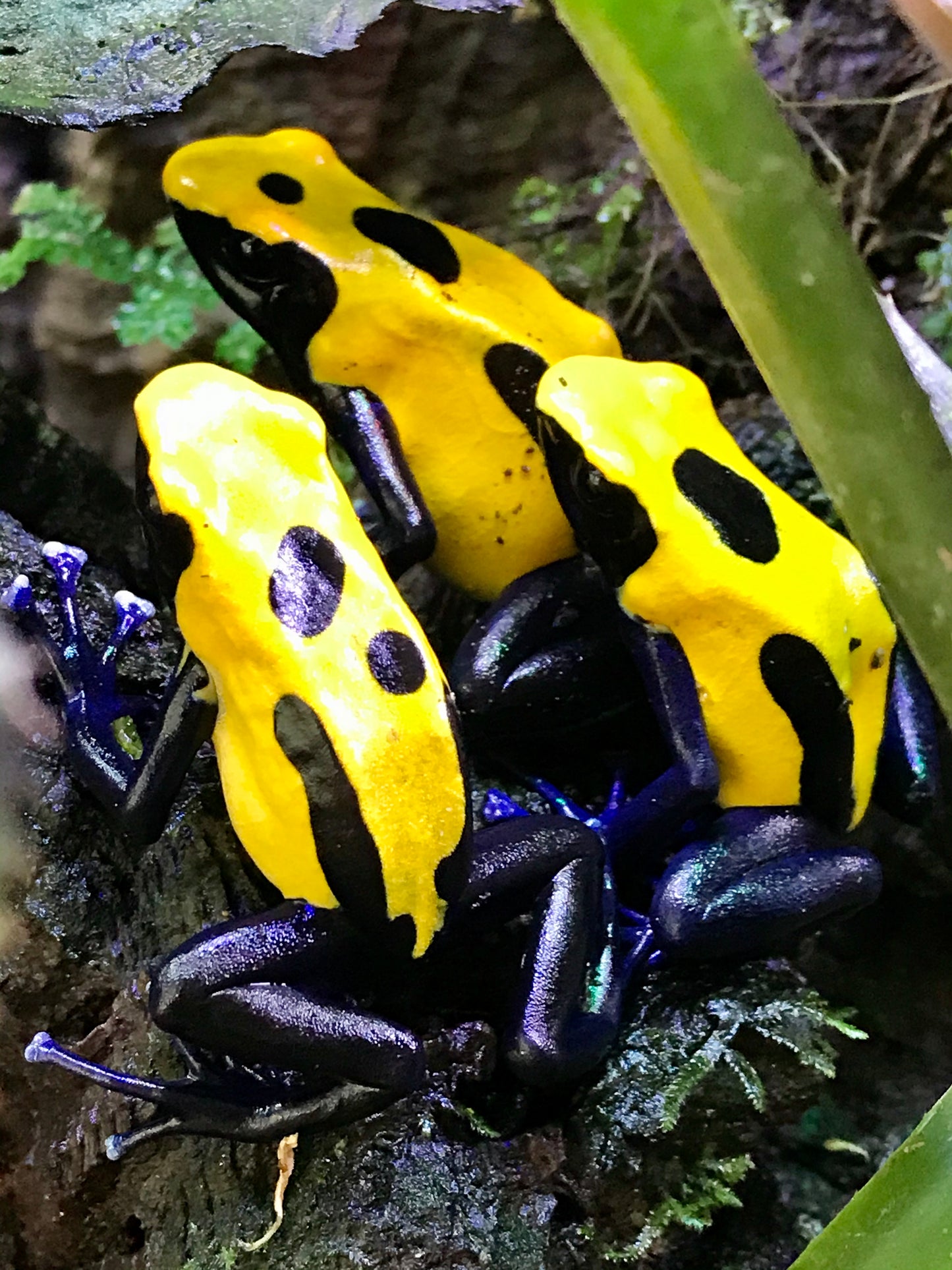 Dendrobates tinctorius "Citronella"