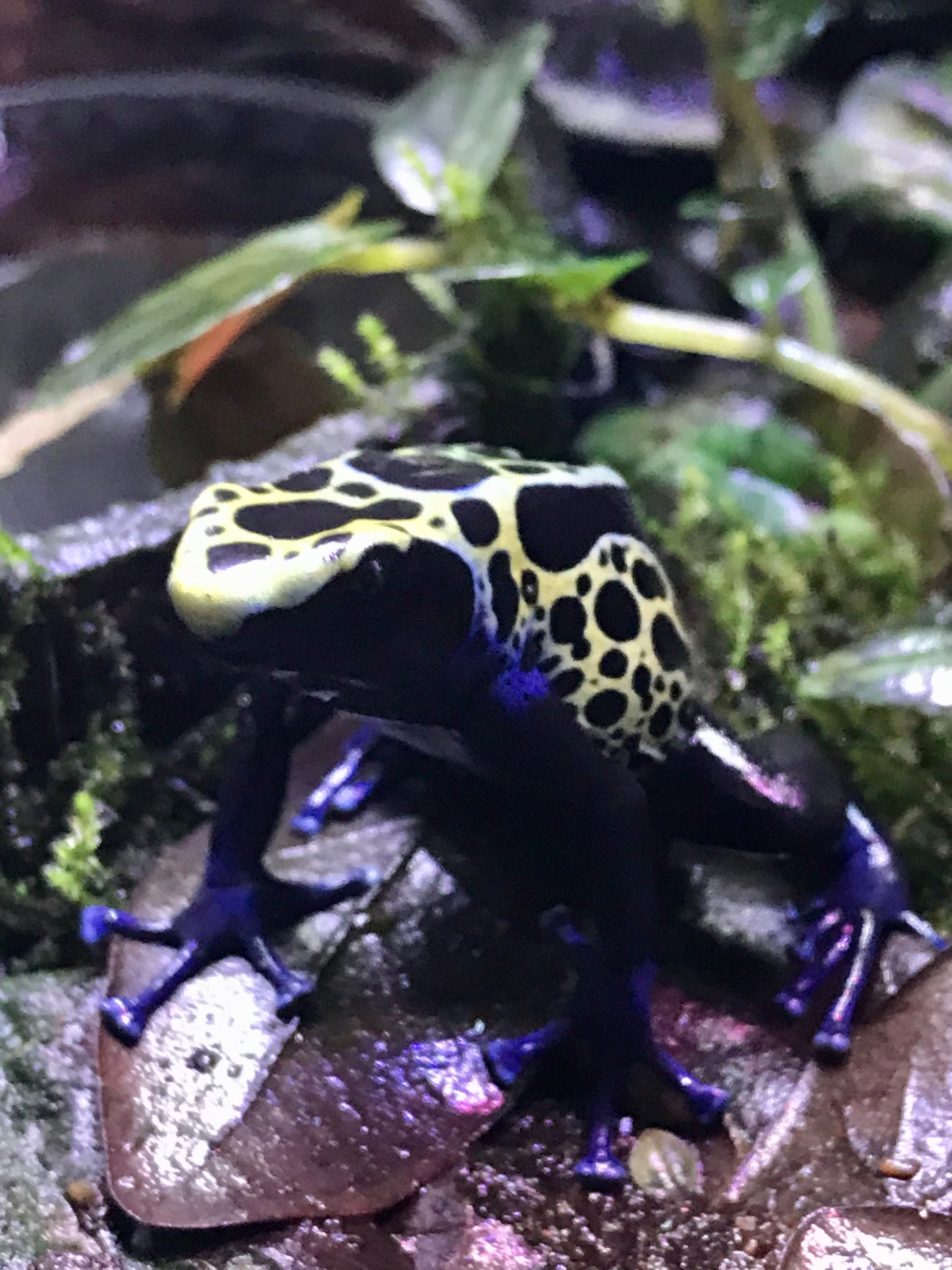 Dendrobates tinctorius "Green Sipaliwini"