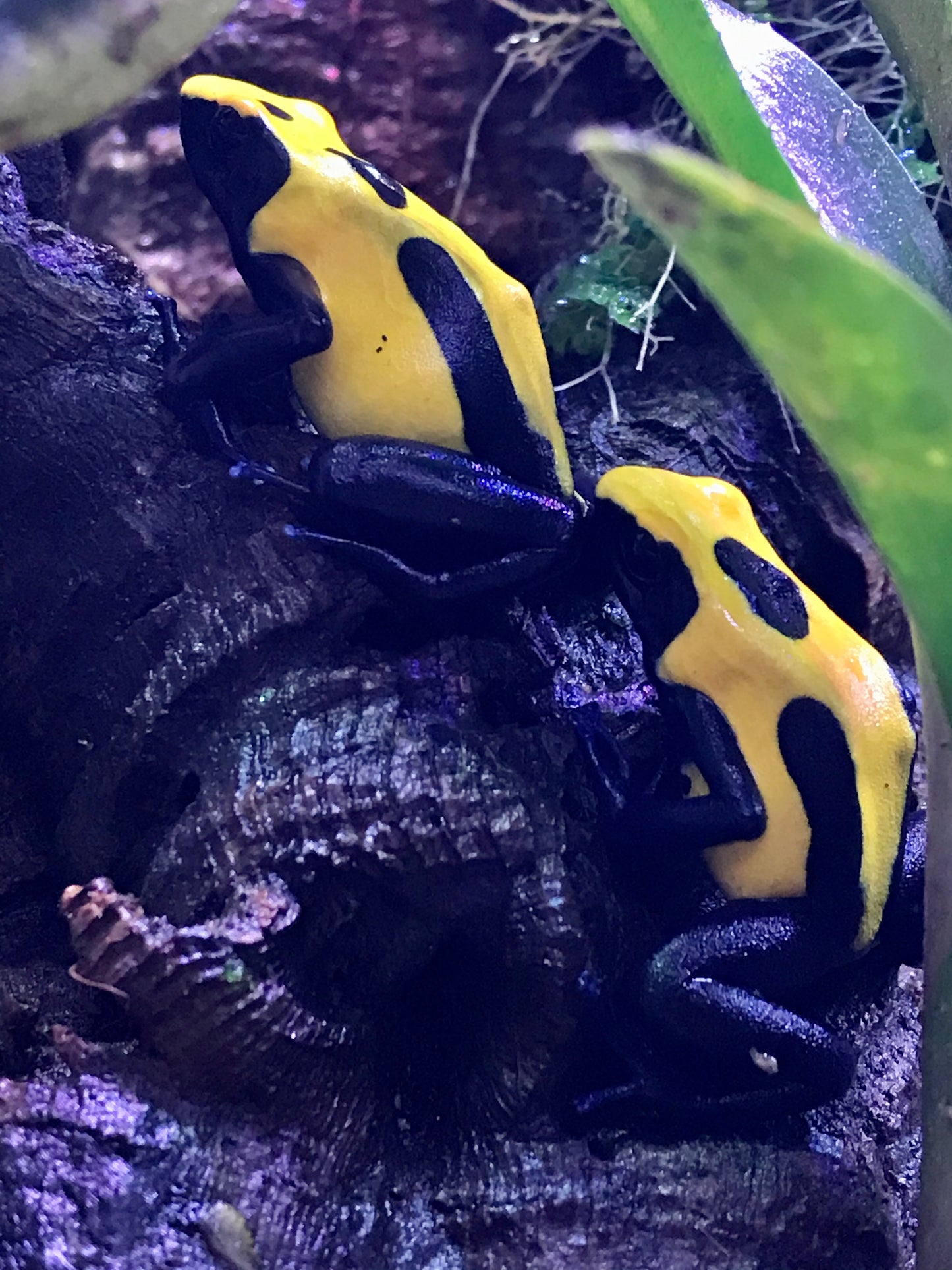 Dendrobates tinctorius "Citronella"