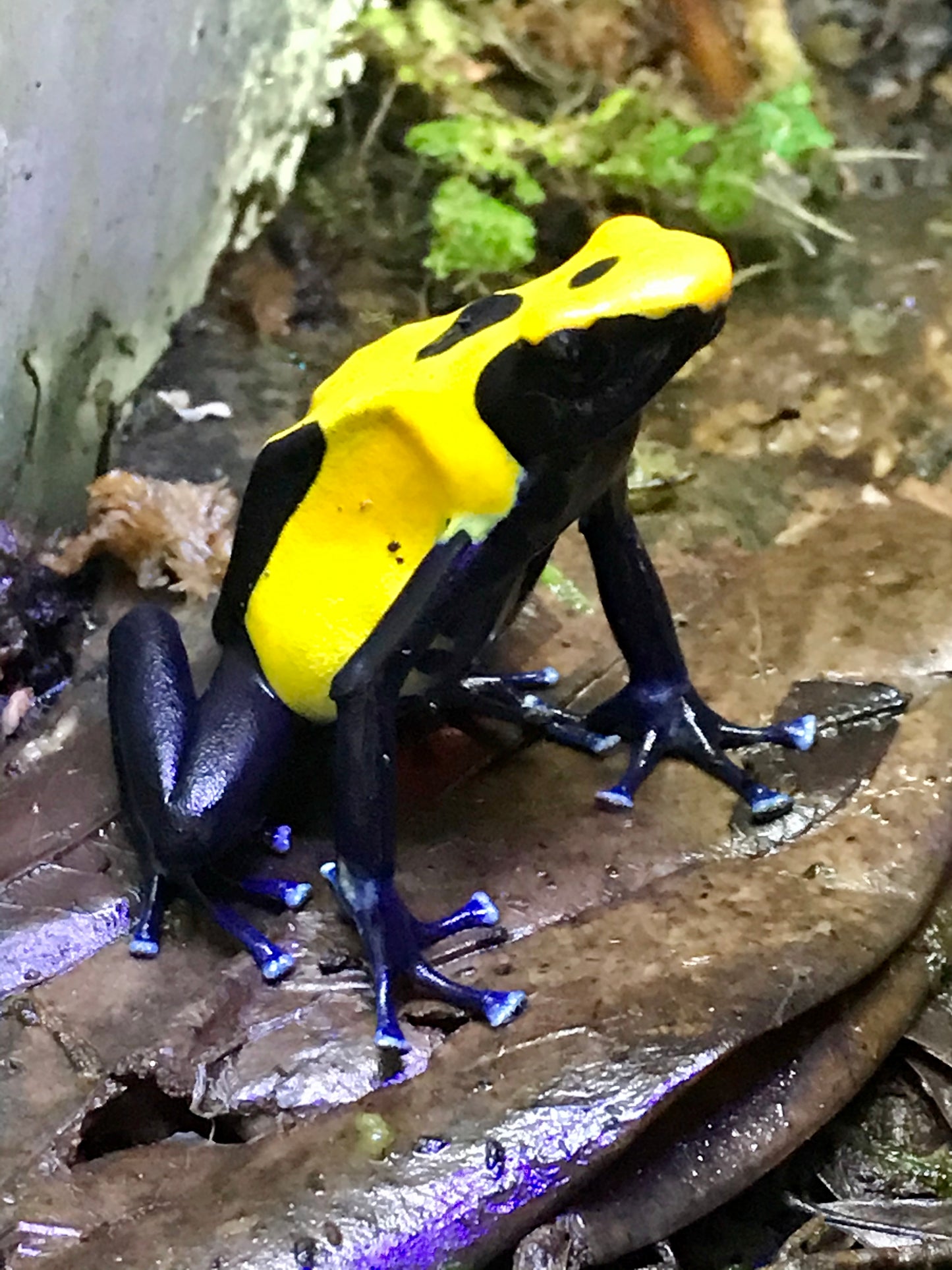 Dendrobates tinctorius "Citronella"