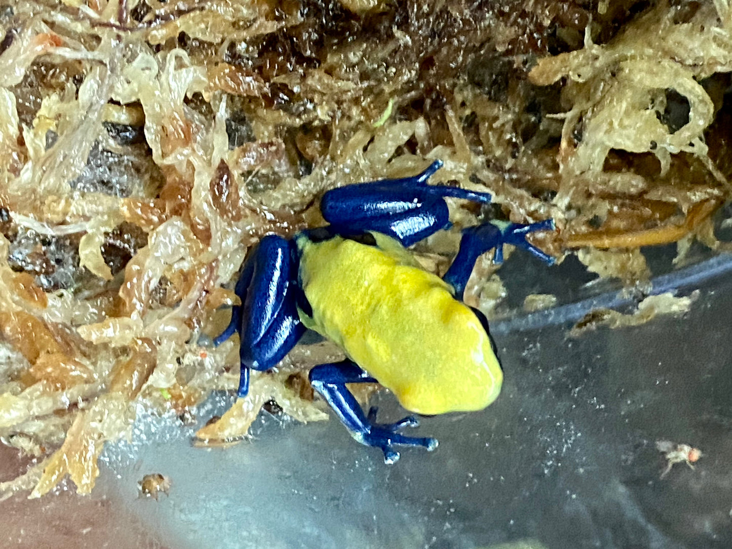 Dendrobates tinctorius "Citronella"