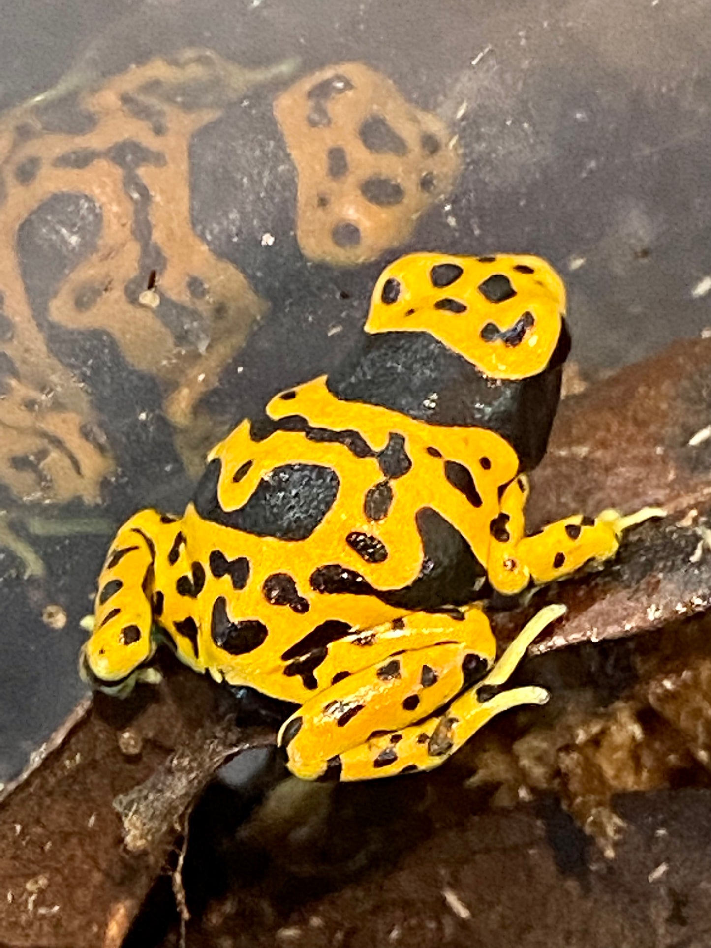 Dendrobates leucomelas “Fine Spot”