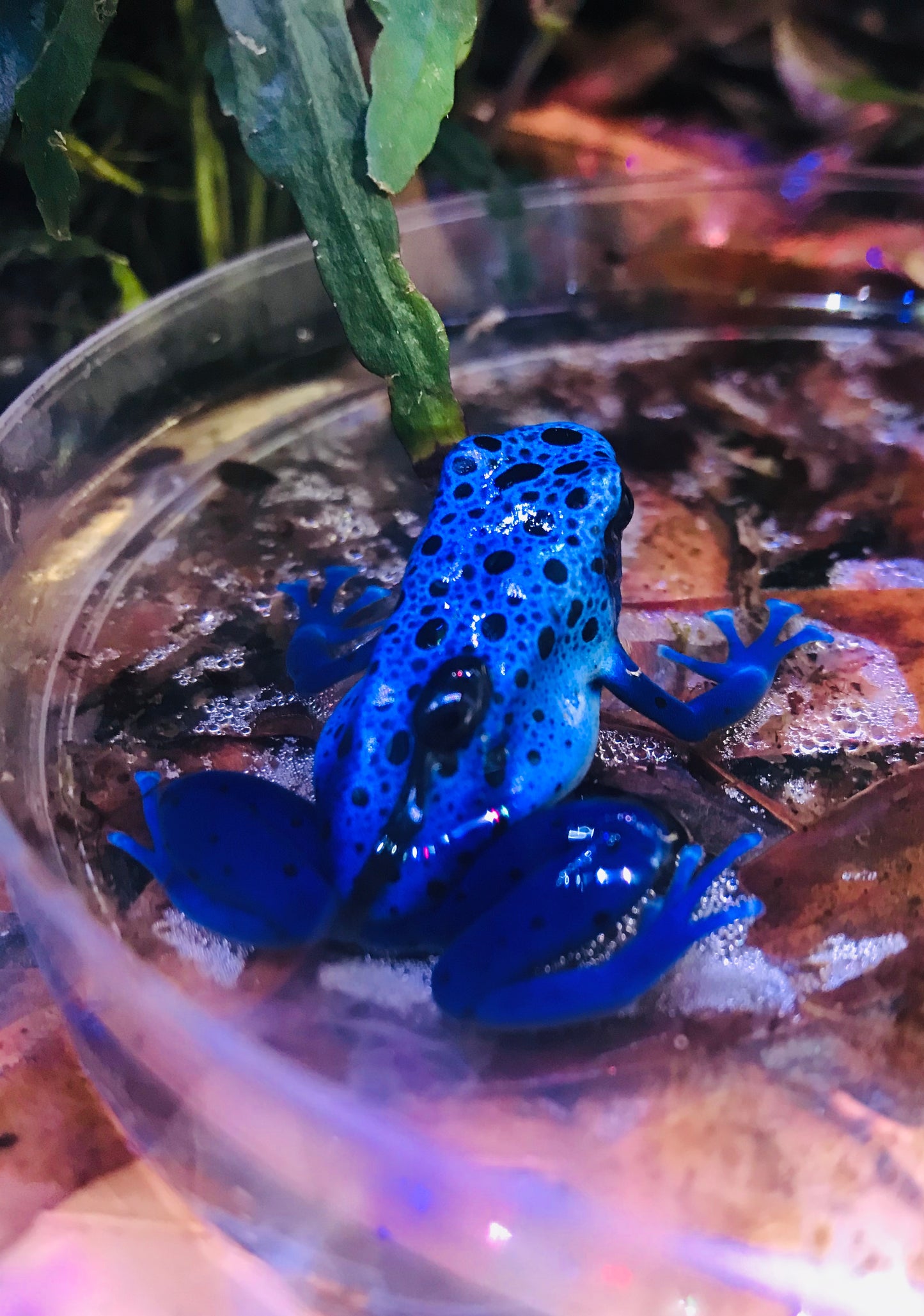 Dendrobates tinctorius "Azureus"