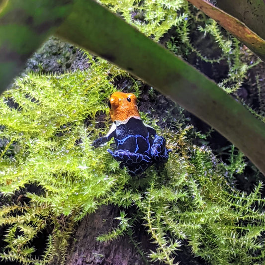 Ranitomeya fantastica “True Nominal”