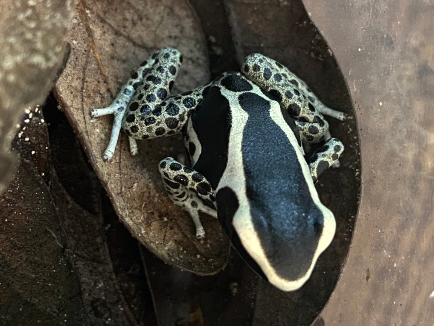 Dendrobates tinctorius “Vanessa”