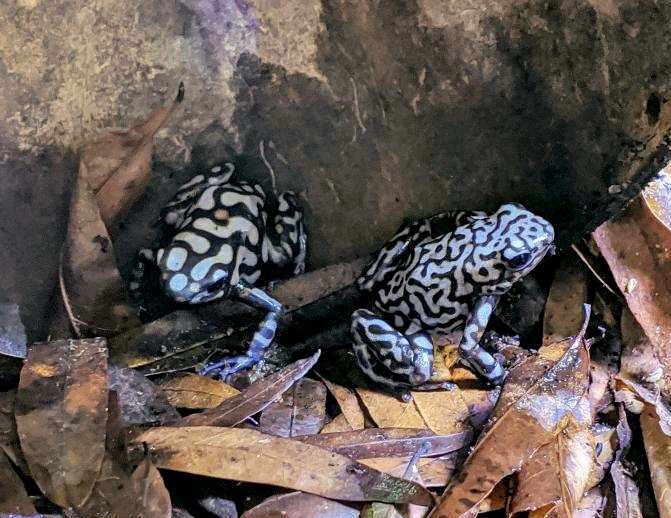 Dendrobates auratus “Peña Blanca”