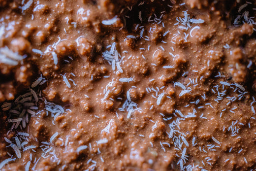 Springtails: Their culture and use in Dart Frog Husbandry – NCDartFrogs