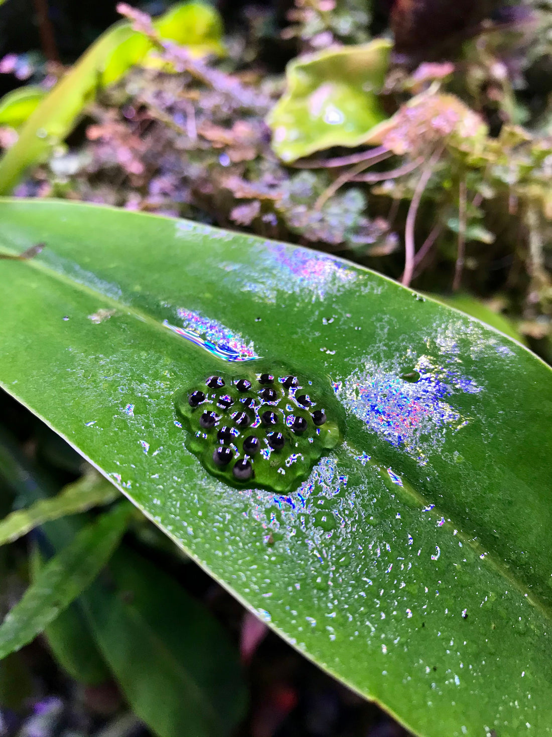 How to Care for Dart Frog Eggs